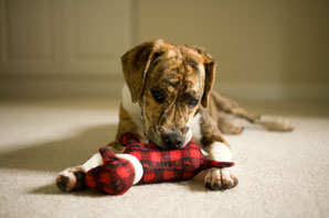 Aardvark Carpet Cleaning, Norwich | Customer comments about our professional cleaning work in Norwich and Norfolk | Image: Dog with toy on beige carpet